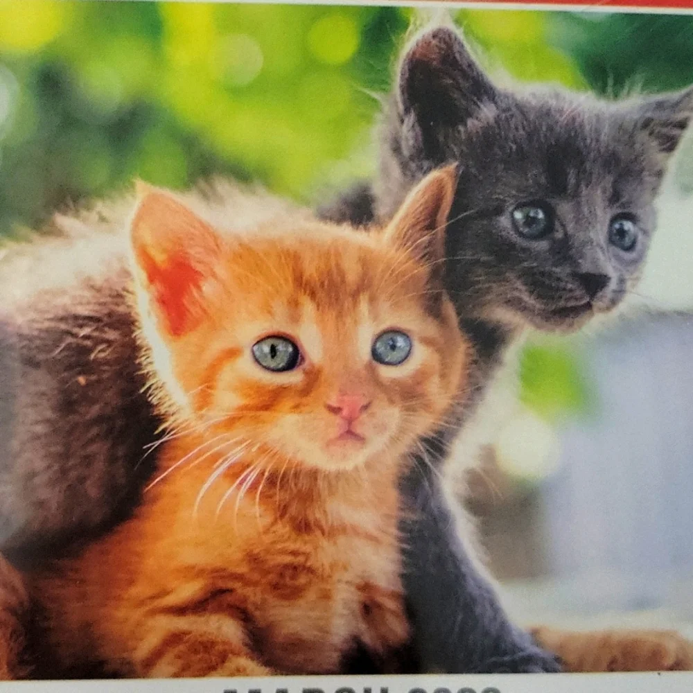 2022 Kittens 12-month Calendar